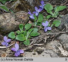 Viola hirta (fiołek kosmaty)