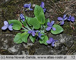 Viola hirta (fiołek kosmaty)