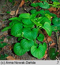 Viola mirabilis