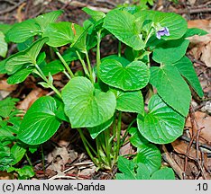 Viola mirabilis