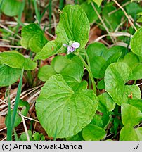 Viola mirabilis