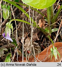 Viola mirabilis