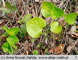 Viola mirabilis