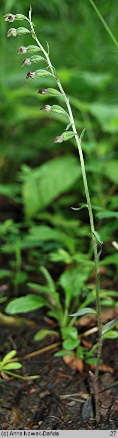 Epipactis microphylla (kruszczyk drobnolistny)