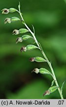 Epipactis microphylla (kruszczyk drobnolistny)