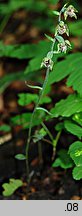 Epipactis microphylla (kruszczyk drobnolistny)