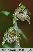 Epipactis microphylla (kruszczyk drobnolistny)