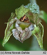 Epipactis microphylla (kruszczyk drobnolistny)