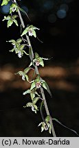 Epipactis purpurata (kruszczyk siny)