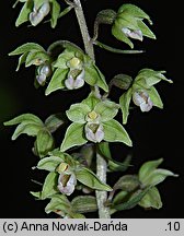 Epipactis purpurata (kruszczyk siny)