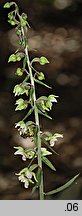 Epipactis purpurata (kruszczyk siny)