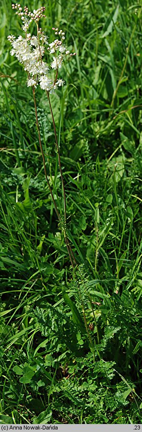 Filipendula vulgaris (wiązówka bulwkowa)