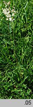 Filipendula vulgaris (wiÄ…zÃ³wka bulwkowa)