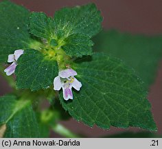 Galeopsis bifida (poziewnik dwudzielny)