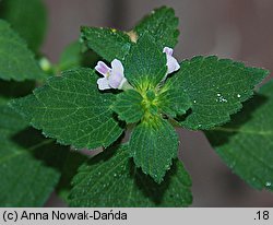 Galeopsis bifida (poziewnik dwudzielny)