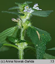 Galeopsis bifida (poziewnik dwudzielny)