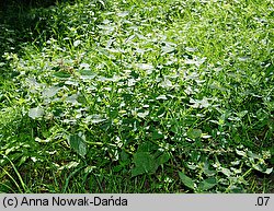 Galeopsis bifida (poziewnik dwudzielny)