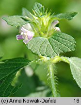 Galeopsis bifida (poziewnik dwudzielny)