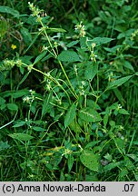 Galeopsis bifida (poziewnik dwudzielny)