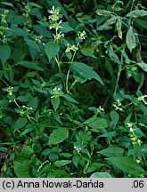 Galeopsis bifida (poziewnik dwudzielny)