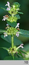 Galeopsis bifida (poziewnik dwudzielny)