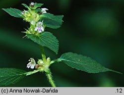 Galeopsis bifida (poziewnik dwudzielny)