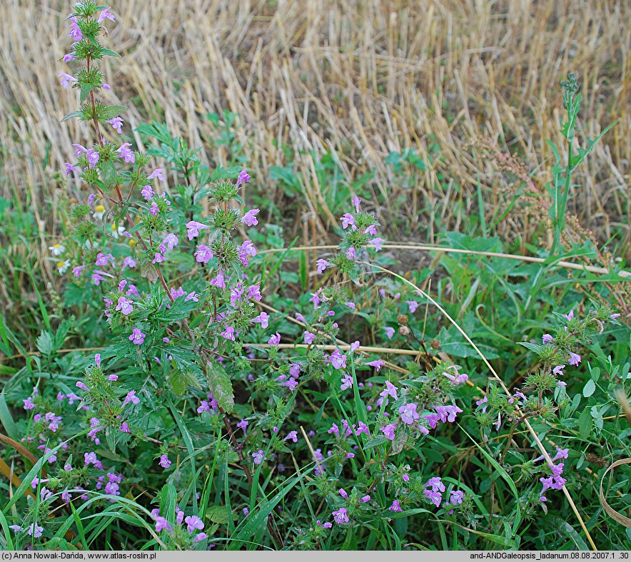 Galeopsis ladanum (poziewnik polny)