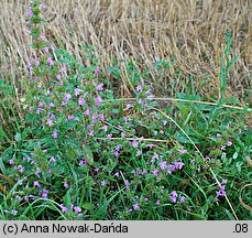 Galeopsis ladanum (poziewnik polny)