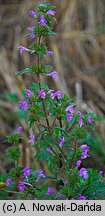 Galeopsis ladanum (poziewnik polny)