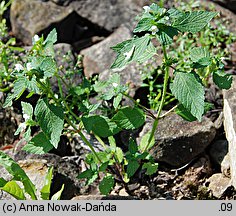 Galeopsis tetrahit (poziewnik szorstki)