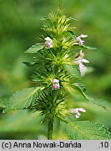 Galeopsis tetrahit (poziewnik szorstki)