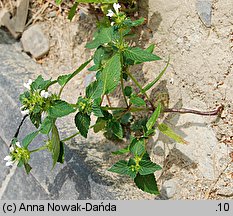 Galeopsis tetrahit (poziewnik szorstki)