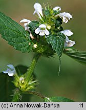 Galeopsis tetrahit (poziewnik szorstki)