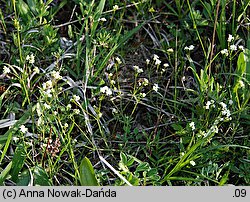 Galium valdepilosum (przytulia stepowa)