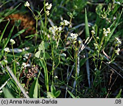 Galium valdepilosum (przytulia stepowa)