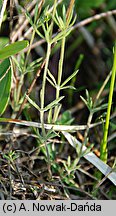 Galium valdepilosum (przytulia stepowa)