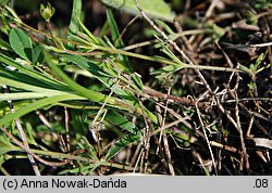 Galium valdepilosum (przytulia stepowa)