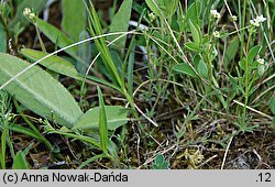 Galium valdepilosum (przytulia stepowa)