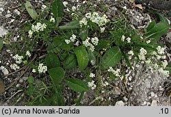 Galium valdepilosum (przytulia stepowa)