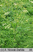 Heracleum sphondylium ssp. glabrum (barszcz syberyjski)