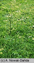 Heracleum sphondylium ssp. glabrum (barszcz syberyjski)