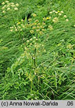 Heracleum sphondylium ssp. glabrum (barszcz syberyjski)