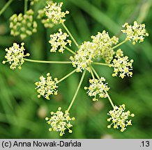 Heracleum sphondylium ssp. glabrum (barszcz syberyjski)