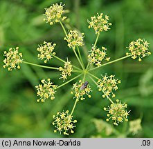 Heracleum sphondylium ssp. glabrum (barszcz syberyjski)