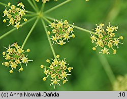 Heracleum sphondylium ssp. glabrum (barszcz syberyjski)