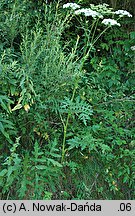 Heracleum sphondylium ssp. sphondylium (barszcz zwyczajny typowy)