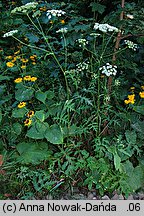 Heracleum sphondylium ssp. sphondylium (barszcz zwyczajny typowy)