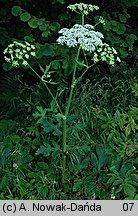 Heracleum sphondylium ssp. sphondylium (barszcz zwyczajny typowy)