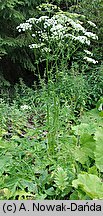 Heracleum sphondylium ssp. sphondylium (barszcz zwyczajny typowy)