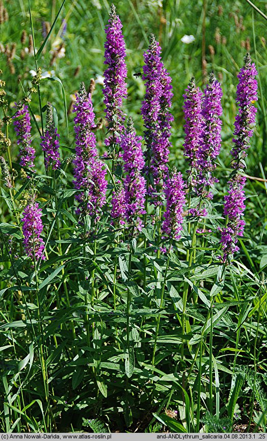 Lythrum salicaria (krwawnica pospolita)